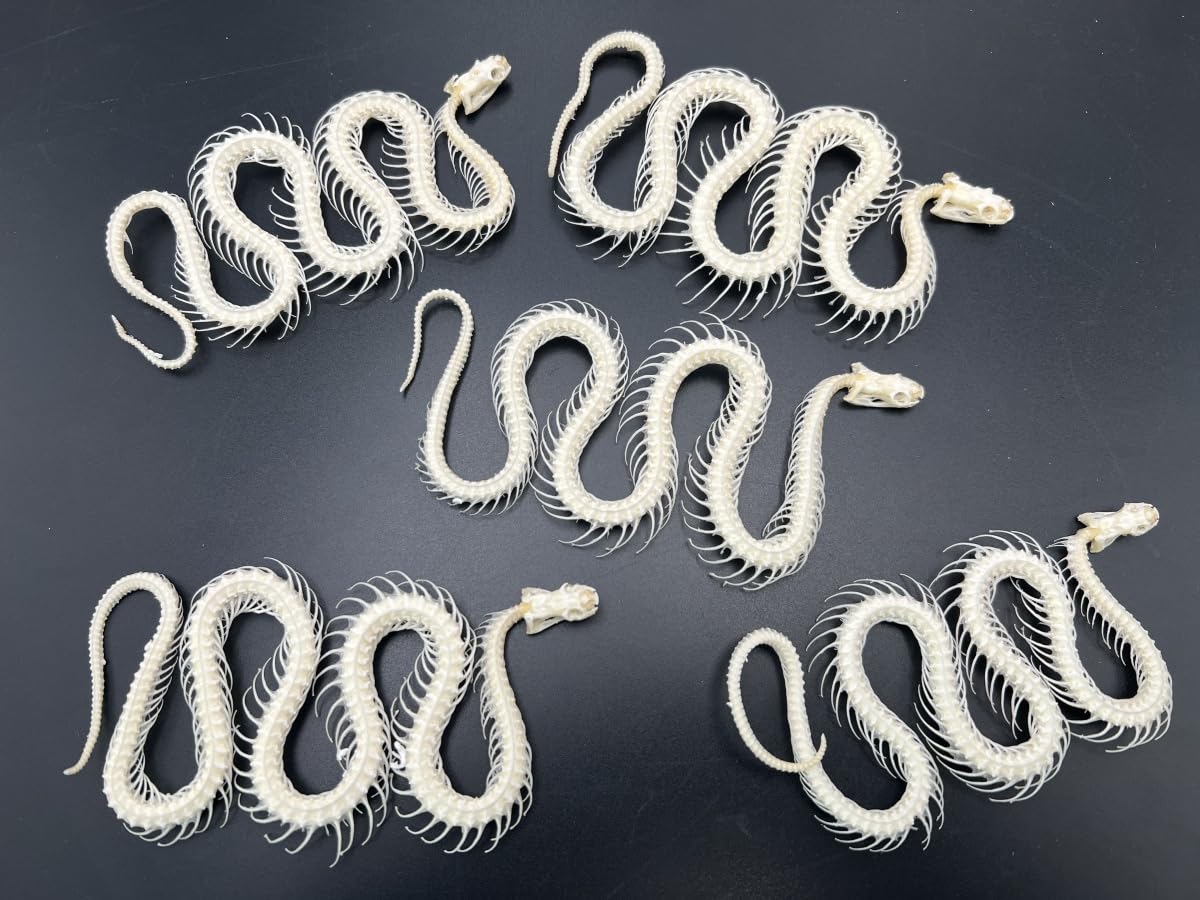 Real Snake Skeleton Specimen, Taxidermy Animal Model for Science Education, 7.5 x 4 x 1.2 inches (5)