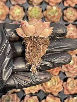 多肉植物 多肉植物 赤霞錦 大苗 | るる農園~多肉植物専門