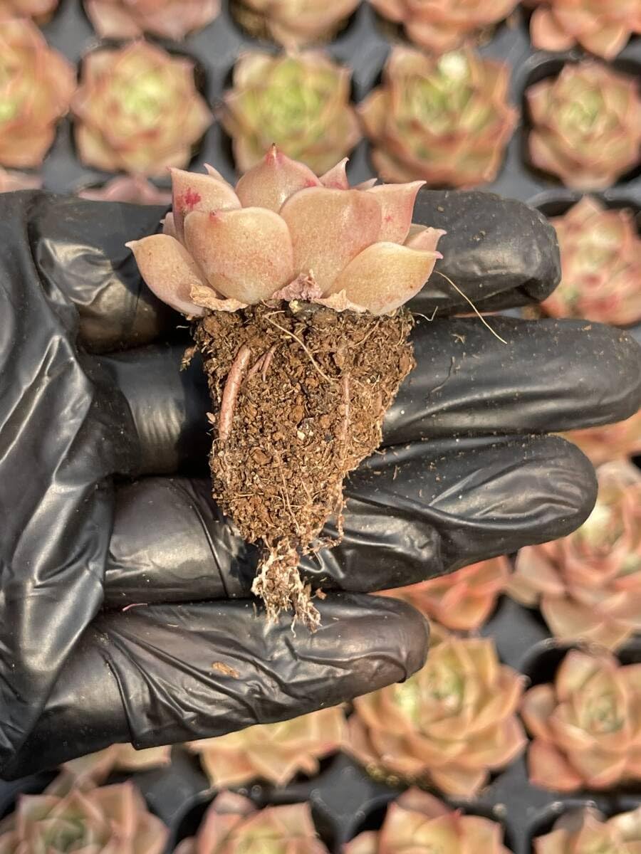 多肉植物 Amazon.co.jp: 20株Z39多肉植物 エケベリアワインレッドのバラ超美苗