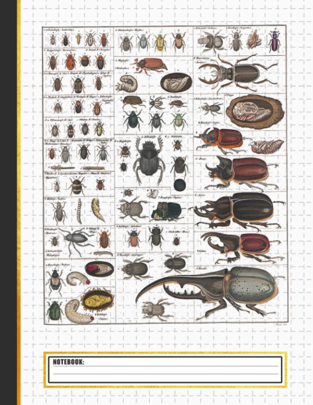 Insects Collection Species Bugs vintage Chart Entomology Notebook: Cute ...