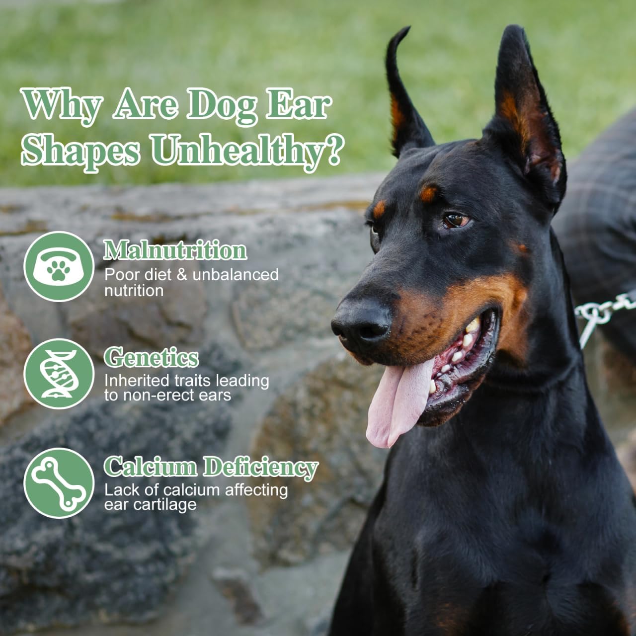SUPVOX Dog Ear Stand up Support Kit for German Shepherds and Dobermans - Includes Stand Tool 2 Ear Rods and Seamless Bandage - Adjustable Size for Large and Small Dogs