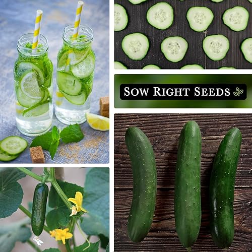 Miniatura 4 de Sow Right Seeds - Ocho semillas de pepino rectas para plantar - Paquete de reliquia sin OMG con instrucciones para plantar y cultivar un huerto en