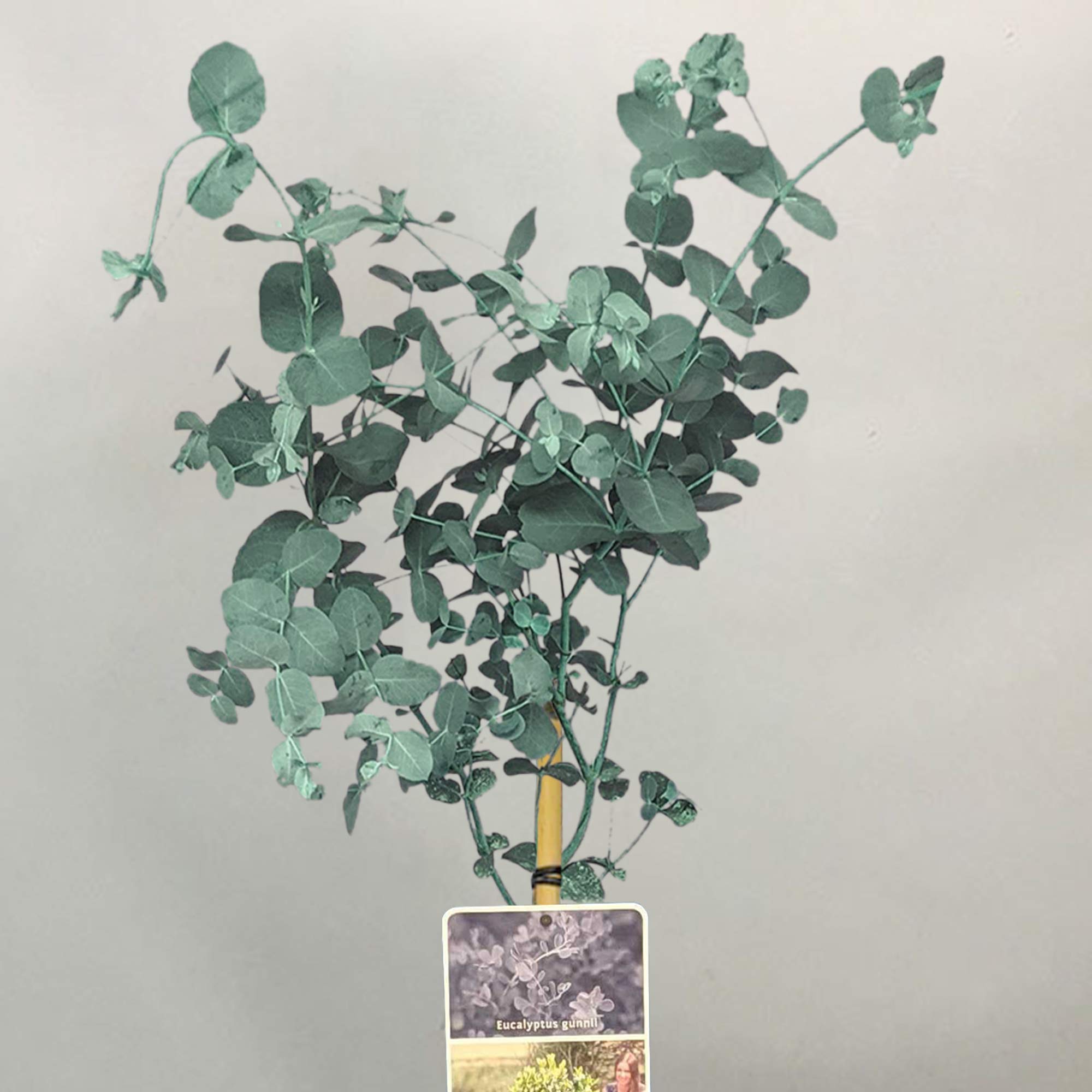 Buy Eucalyptus gunnii Tree Tasmanian Cider Gum Potted Ornamental