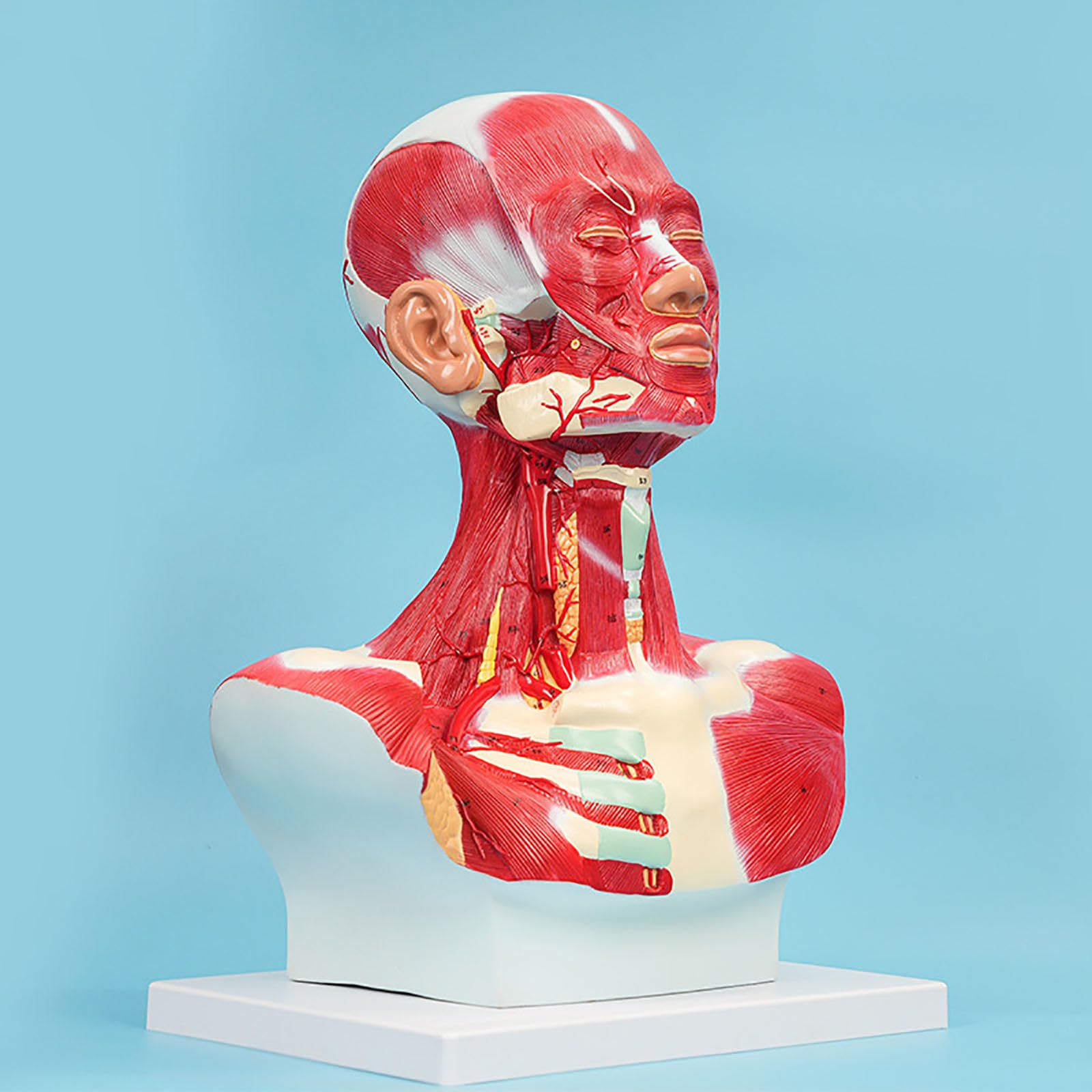 Modèle anatomique de la tête et des muscles faciaux, du cou, de la tête et de la poitrine, pour la formation, l'apprentissage et le dessin en centre de rééducation, institut médical, école d'infirmiè