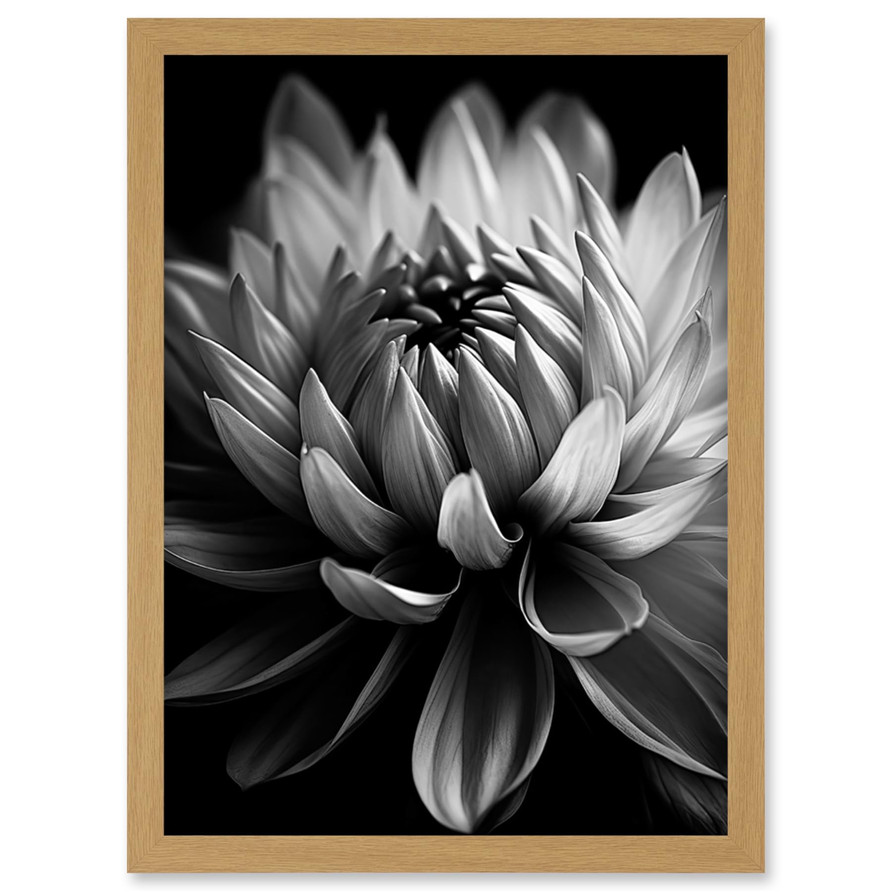 Artery8 Macro Close Up Dahlia Flower Black and White Photo Artwork Framed Wall Art Print A4