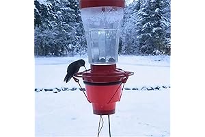 Warm Hummingbird Feeder: Keep Them Buzzing All Winter Long