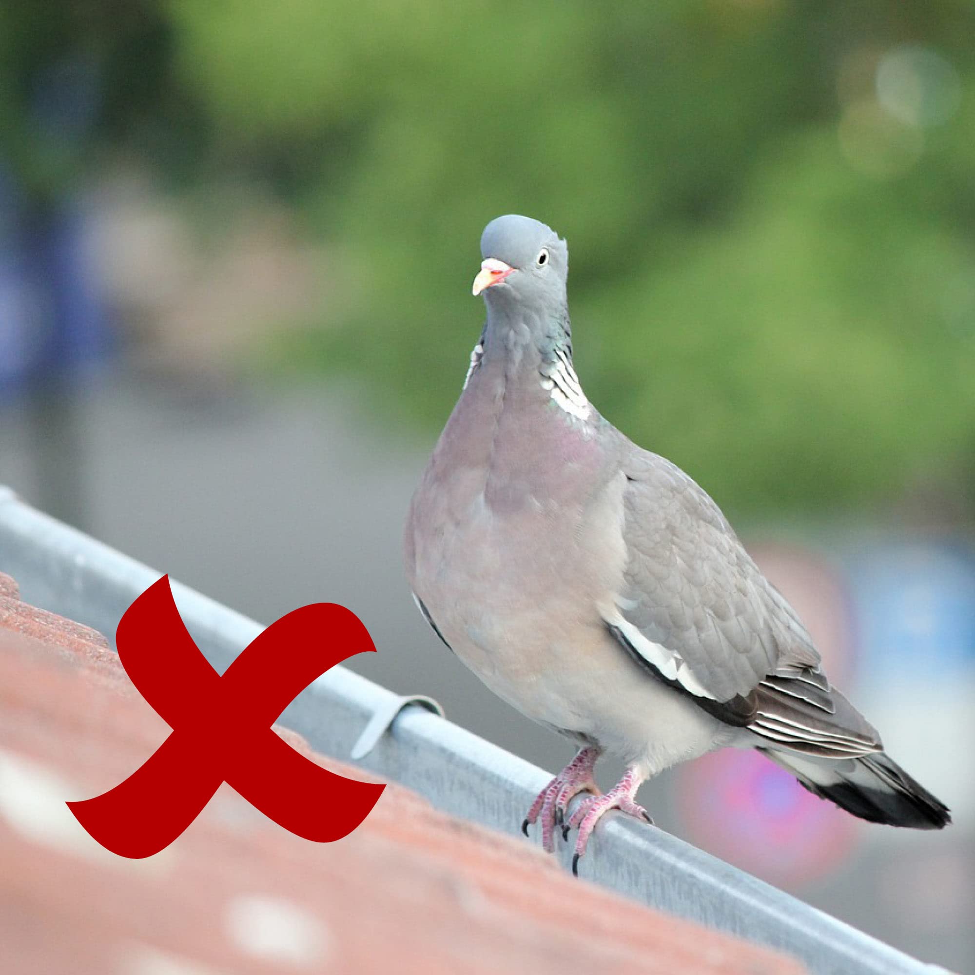 COM-FOUR® 12x Premium kolce chroniace golebie wykonane ze stali nierdzewnej - Kolce chroniace przed ptakami na balkon, okno i dach - Kolce do ochrony golebi