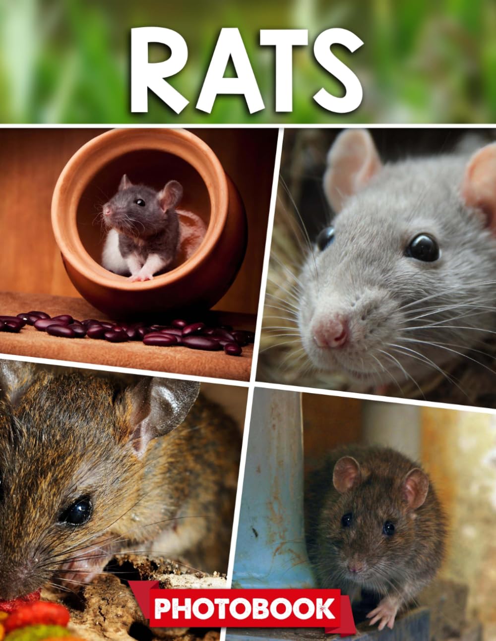 Rats Photo Book: Picture Collection For Adults With Dementia And Alzheimer’s Patients – Adorable Rat Images Capturing Playful And Curious Moments