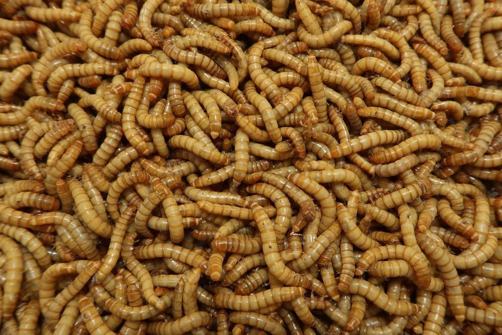 Live Mealworms (Large, 5000, Count)