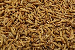 Live Mealworms (Large, 100, Count)