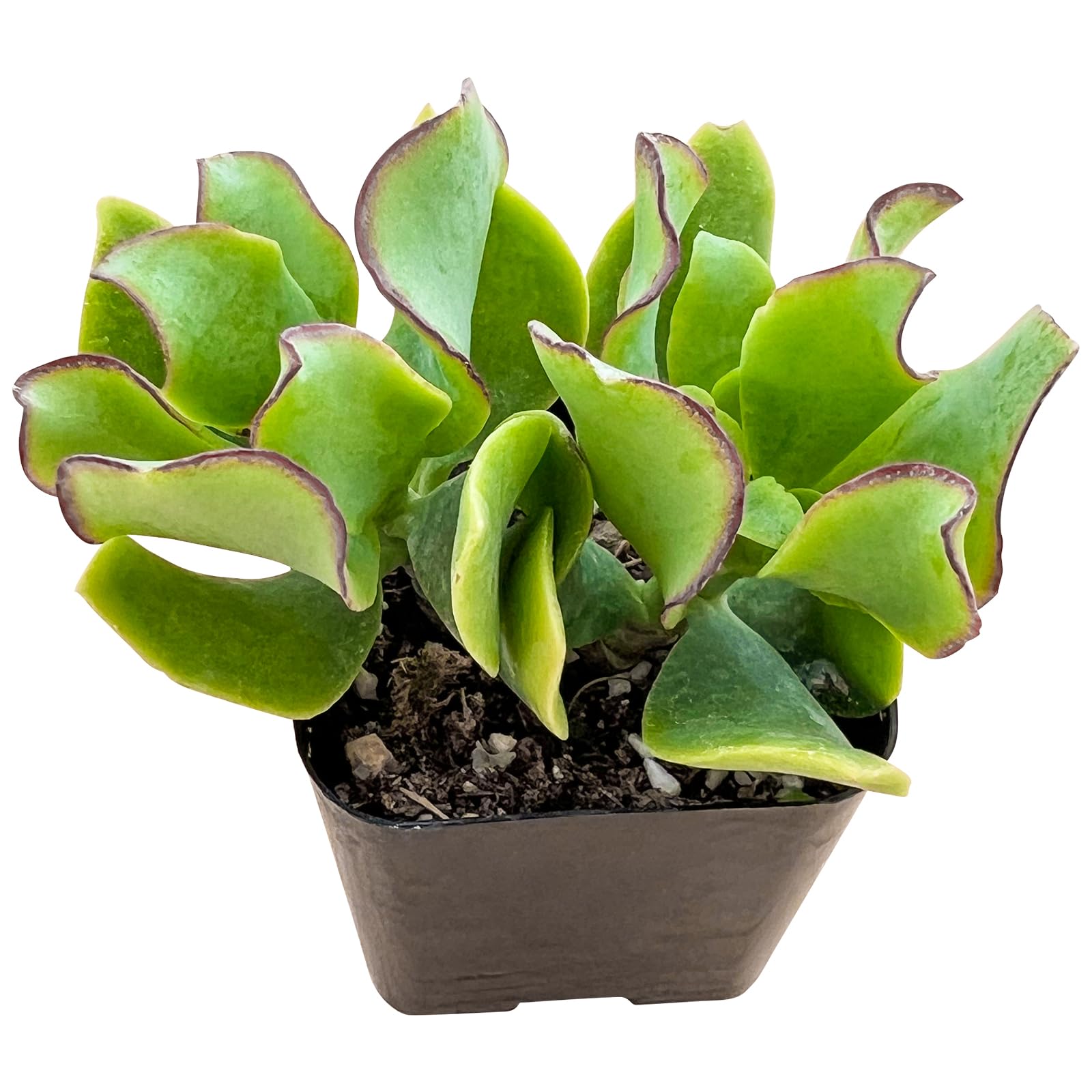 money tree com 3-5 FT Money Tree Stump – Dahing Plants