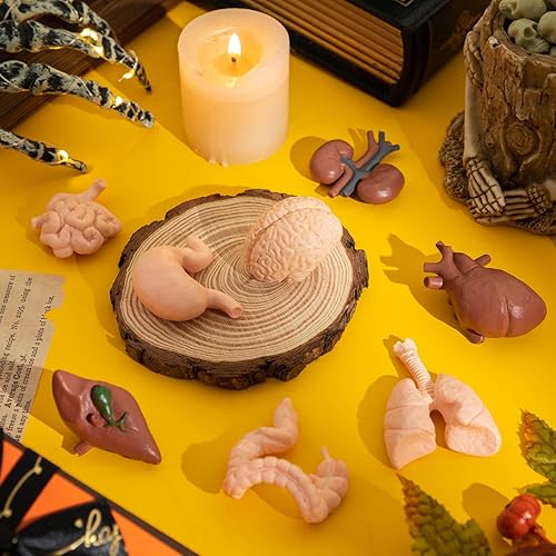 Miniatura 4 de Mini modelo de cuerpo humano para niños, 8 piezas de cuerpo conjuntos de juguetes de anatomía, herramientas de estudio de anatomía y fisiología 3D