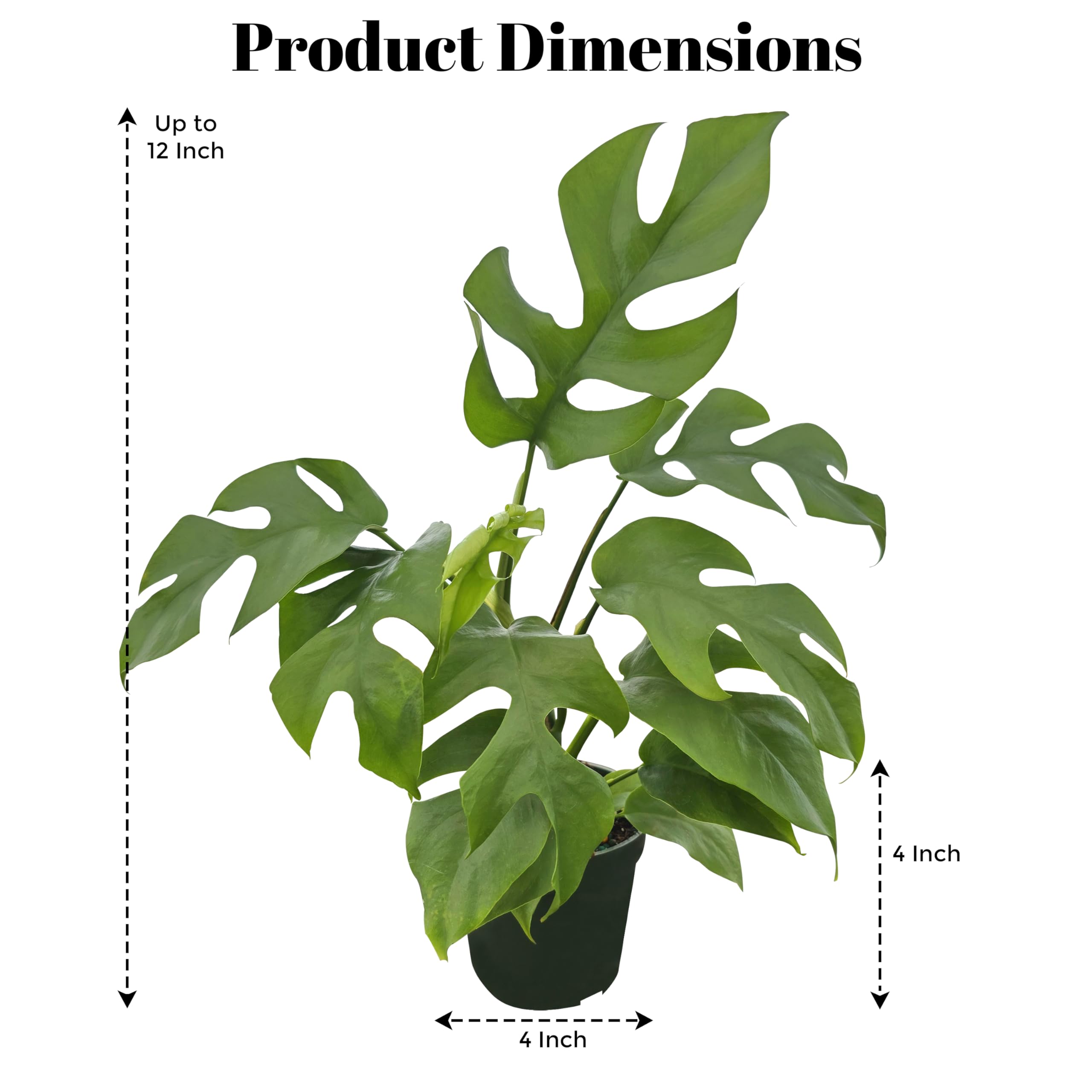 Amazon.com : Bumble Plants Rhaphidophora Tetrasperma Mini Monstera 'Ginny'  Full Size Live Houseplant | Easy Care, Live Indoor House Plants Fast-Growing  Tropical Vine Air-Purifying Houseplant : Patio, Lawn & Garden
