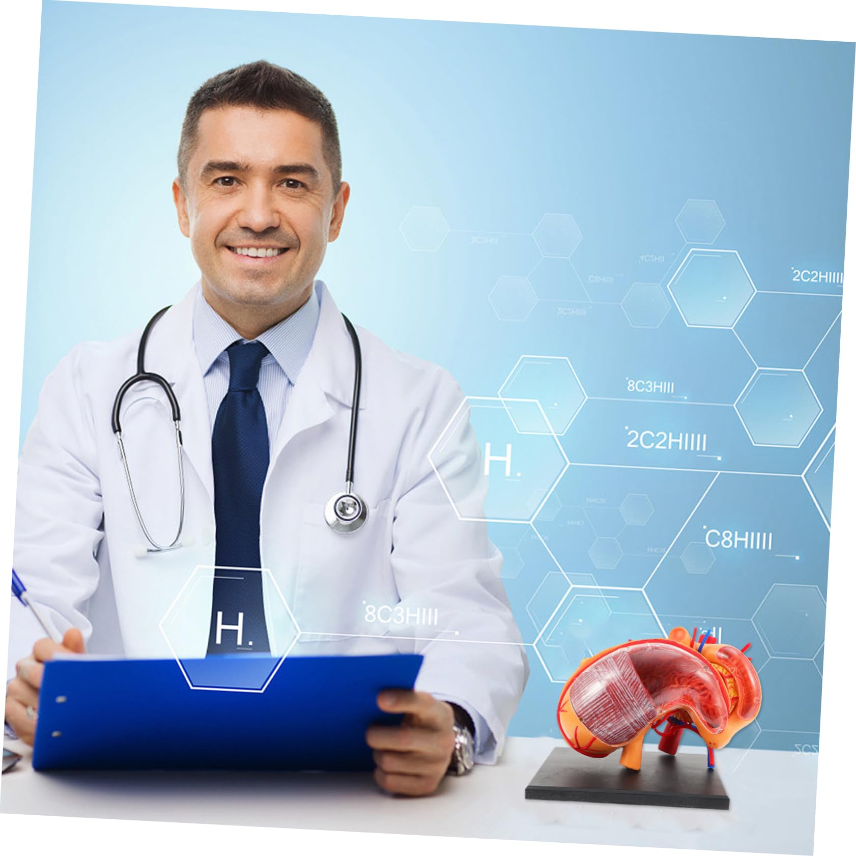 Alipis 1pezzi Modello Anatomico Stomaco in Strumento Didattico Per Materiale Per Insegnamento Biologico Per Dimostrazione Scolastica