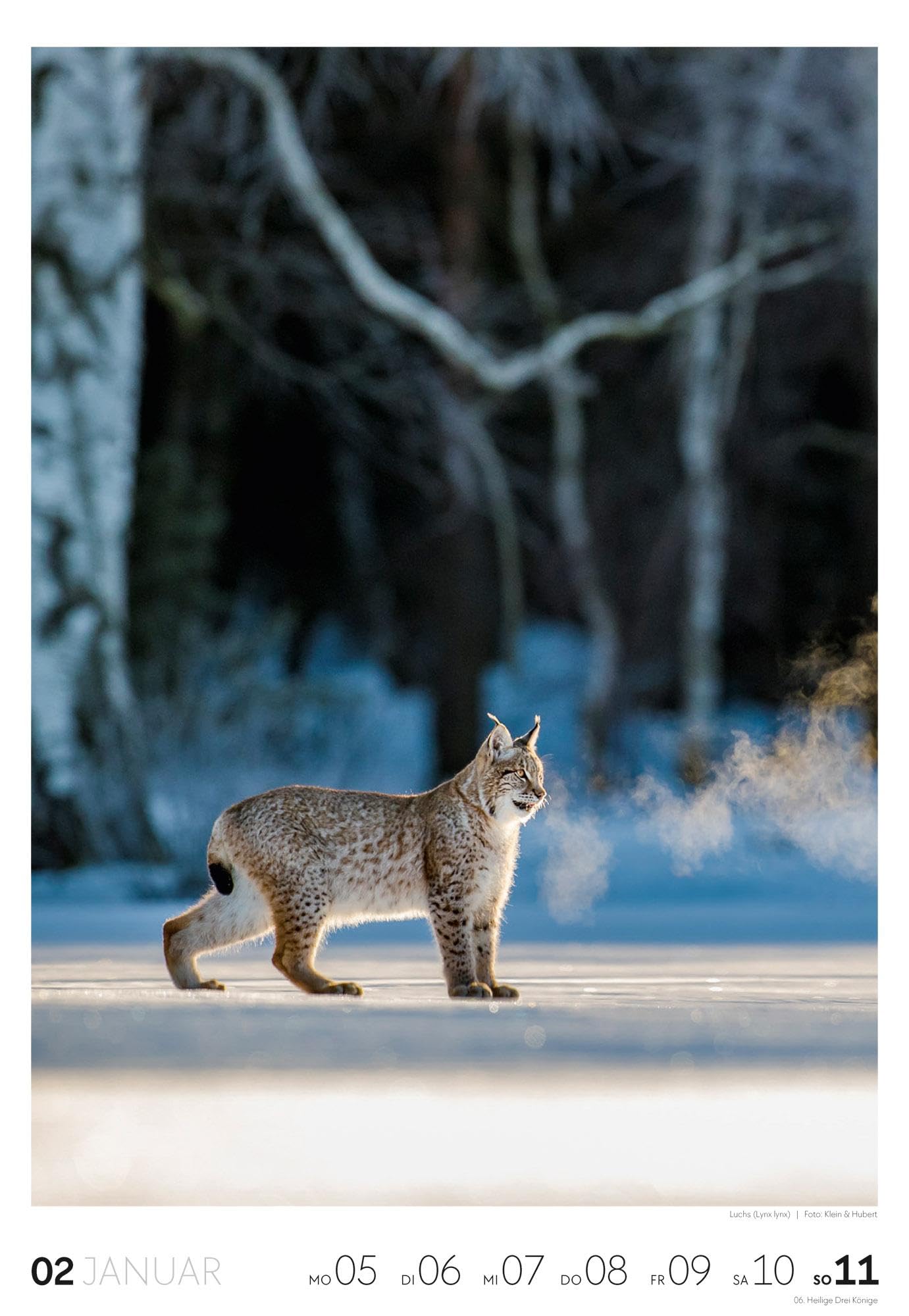Natur Wochenkalender 2026 | Natur-Kalender mit 53 großformatigen Bildern im Hochformat (29x42 cm) | Heimische Flora und Fauna