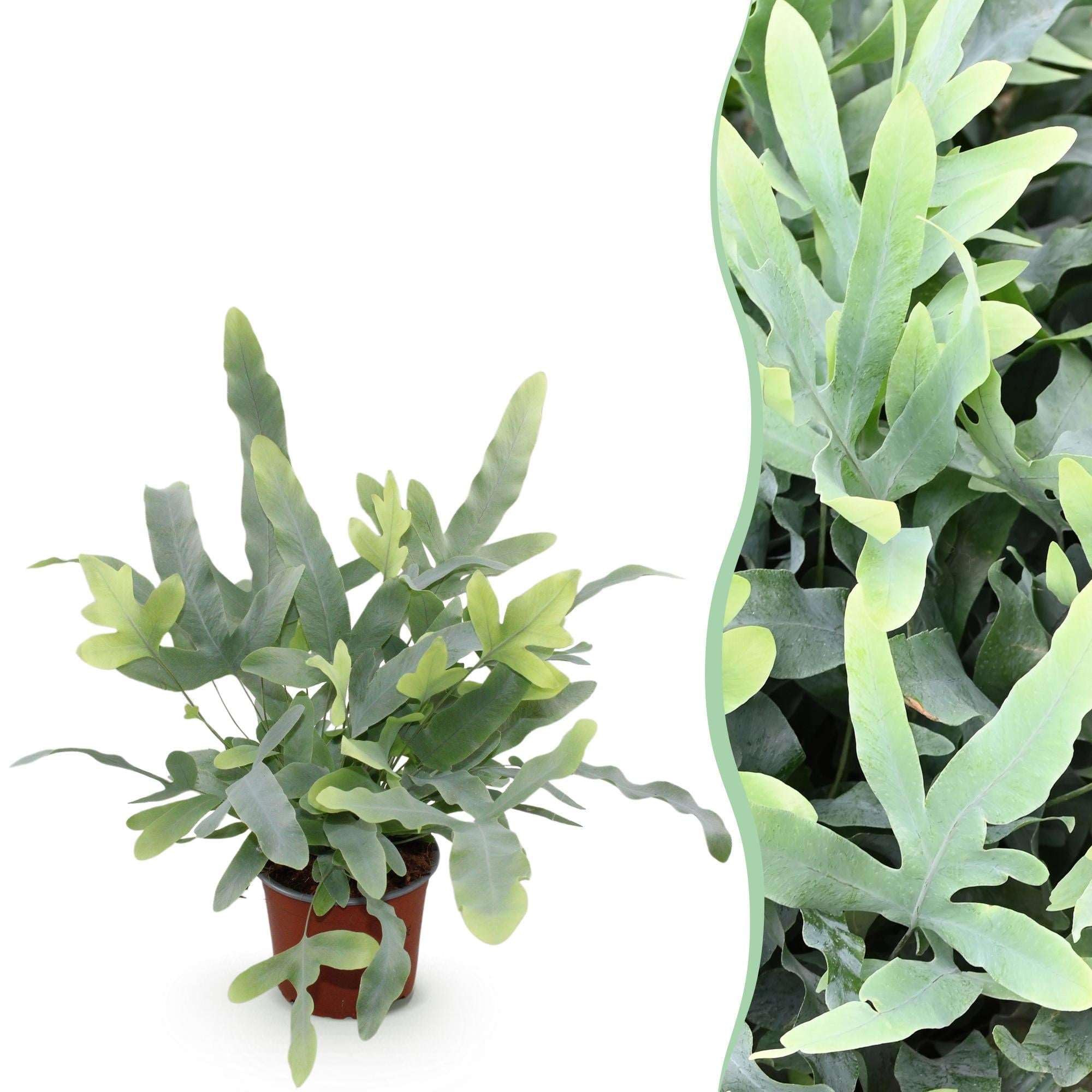 Phlebodium aureum Blue Star Farn Blaue Farnpflanze 12cm 25cm