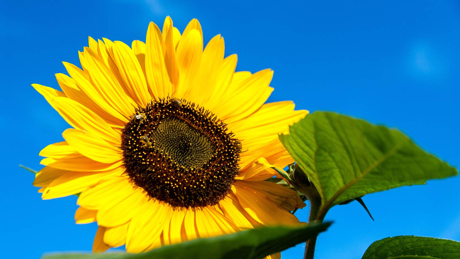 Natürliche Sonnenblumenöl mit Weißen Trüffel, Trüffel öl Sunflower oil with White truffle Premium Gourmet, Luxury oil, Ideal zum Kochen, Servieren, Salaten dressing Spray (500ml)