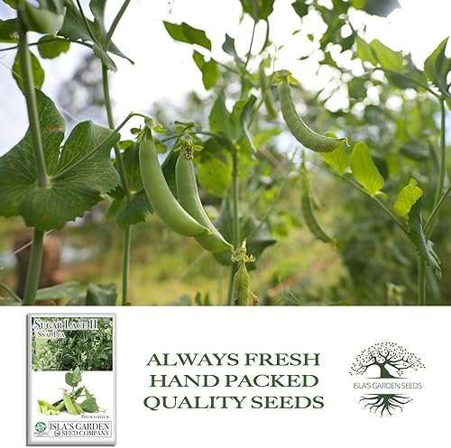 Miniatura 4 de Sugar Lace II - Semillas de guisantes para plantar, más de 50 semillas tradicionales por paquete, semillas de jardín de Isla (semillas de jardín de