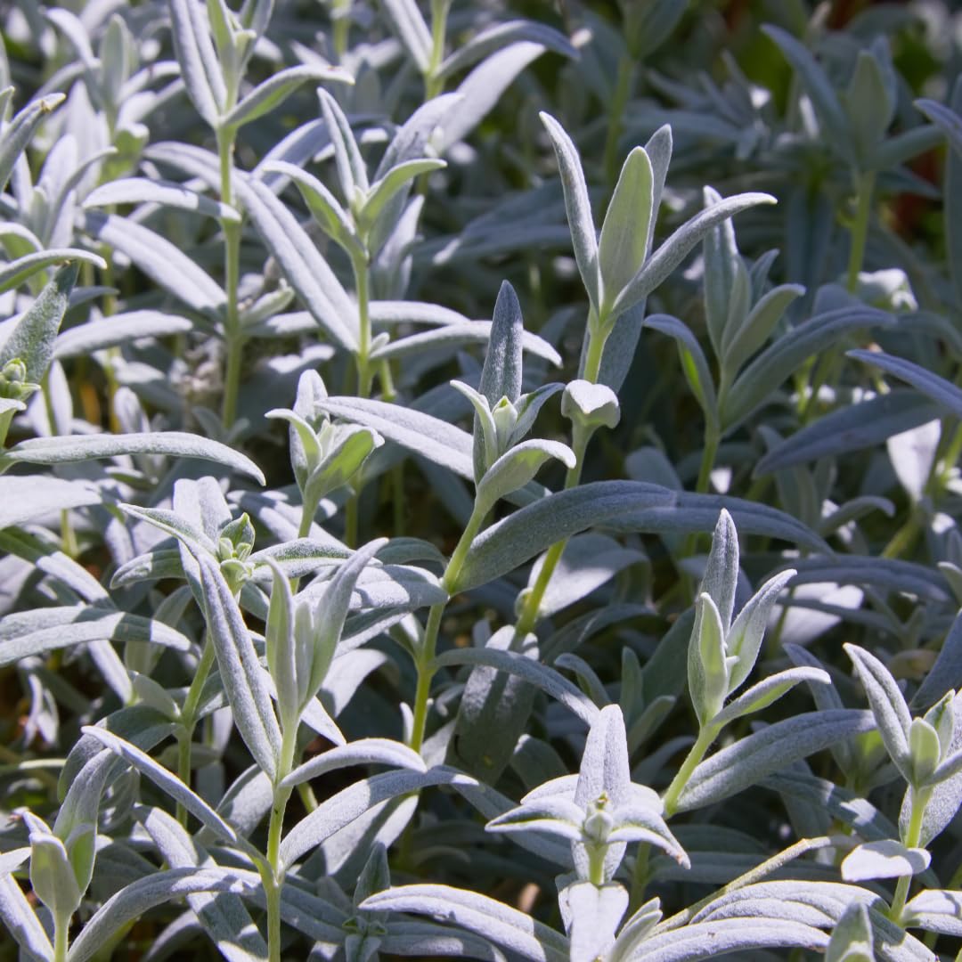 Cerastium tomentosum | 12 piezas - 10-25cm - Ø9cm - Planta de jardín