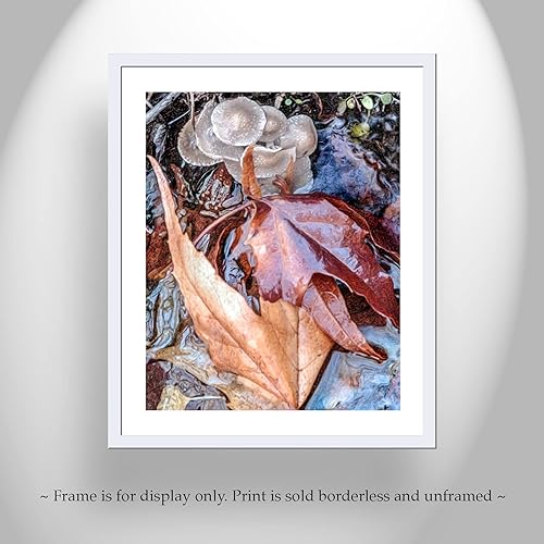 Miniatura 3 de Wild Mushrooms in Arizona Canyon Oasis as Nature Photography with Autumn Leaves