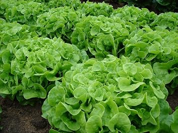 Green Oak Leaf Oakleaf Heirloom Lettuce Seeds- 1,000+ Seeds