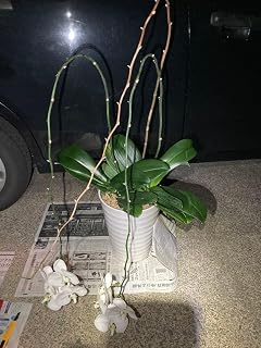 胡蝶蘭 白 3株 陶器製鉢植え グリーン 日本産 苗ガーデニング園芸用品 ローメンテナンス