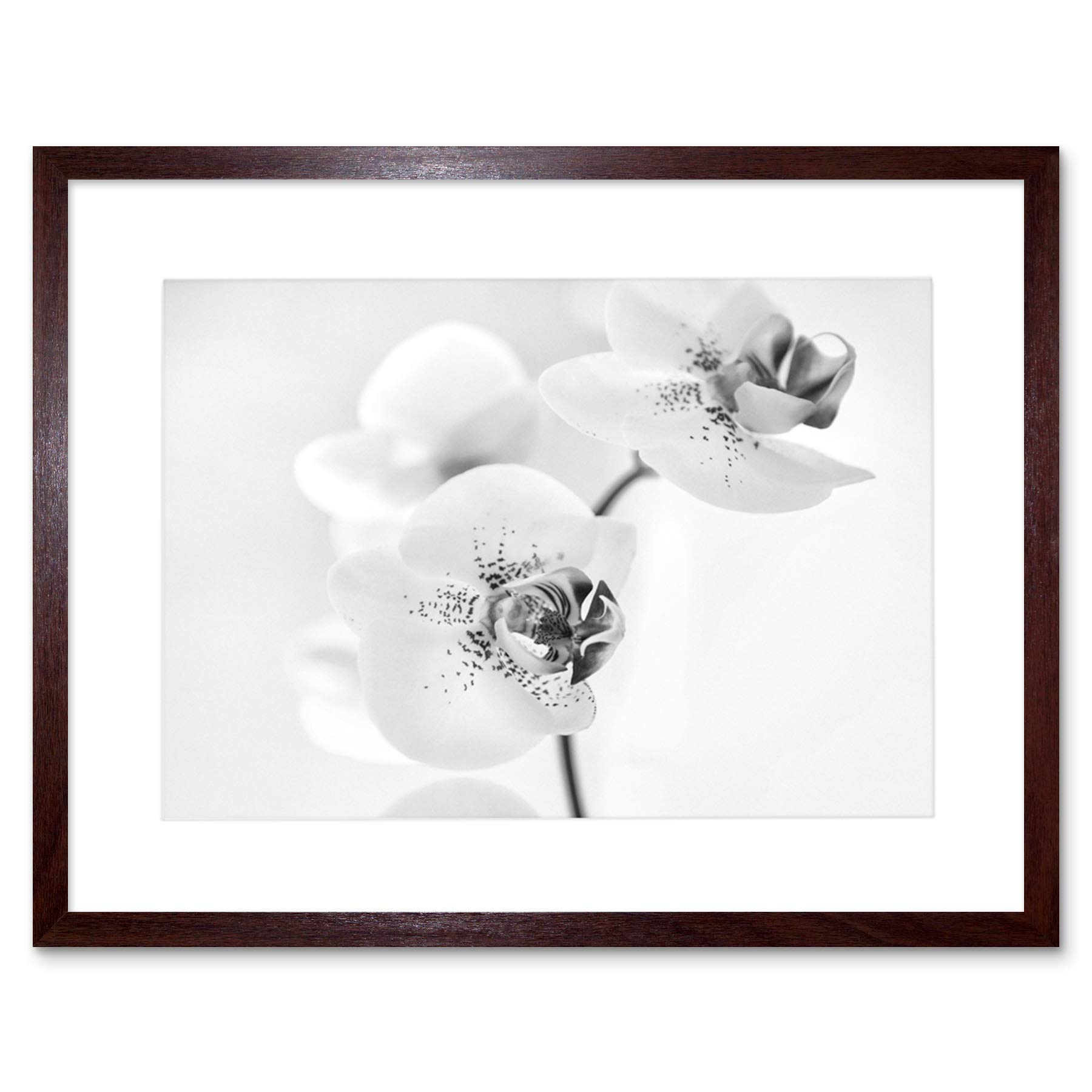 Artery8 Orchid Flower Petal Blooms Black and White Floral Nature Photograph Framed Wall Art Print 12x16 Inch
