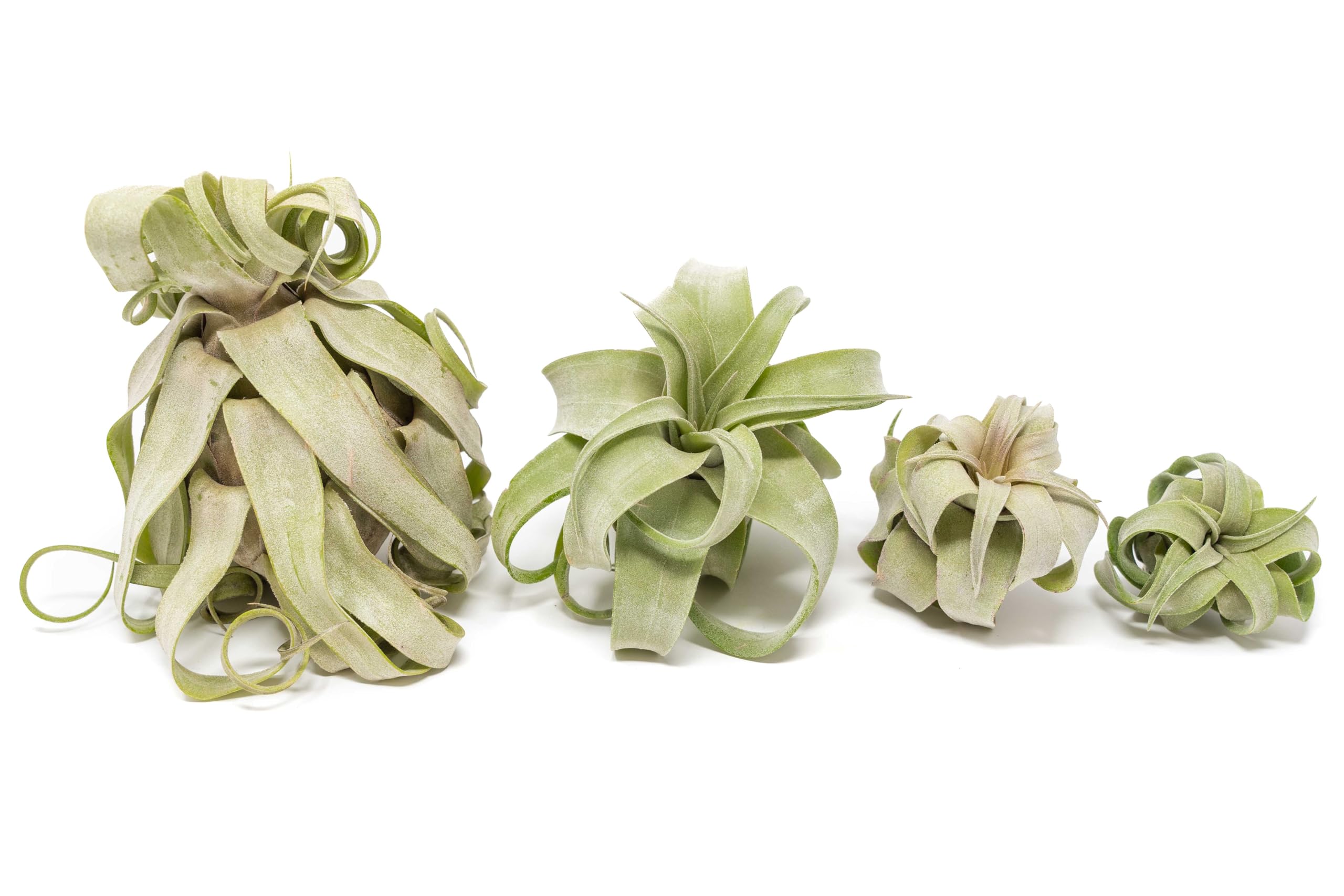 Amazon.com : Medium Air Plants Streptophylla - Live Tillandsia Succulent  House Plants - Available in Wholesale and Bulk - Home and Garden Decor -  Easy Care Indoor and Outdoor Plant (Pack of