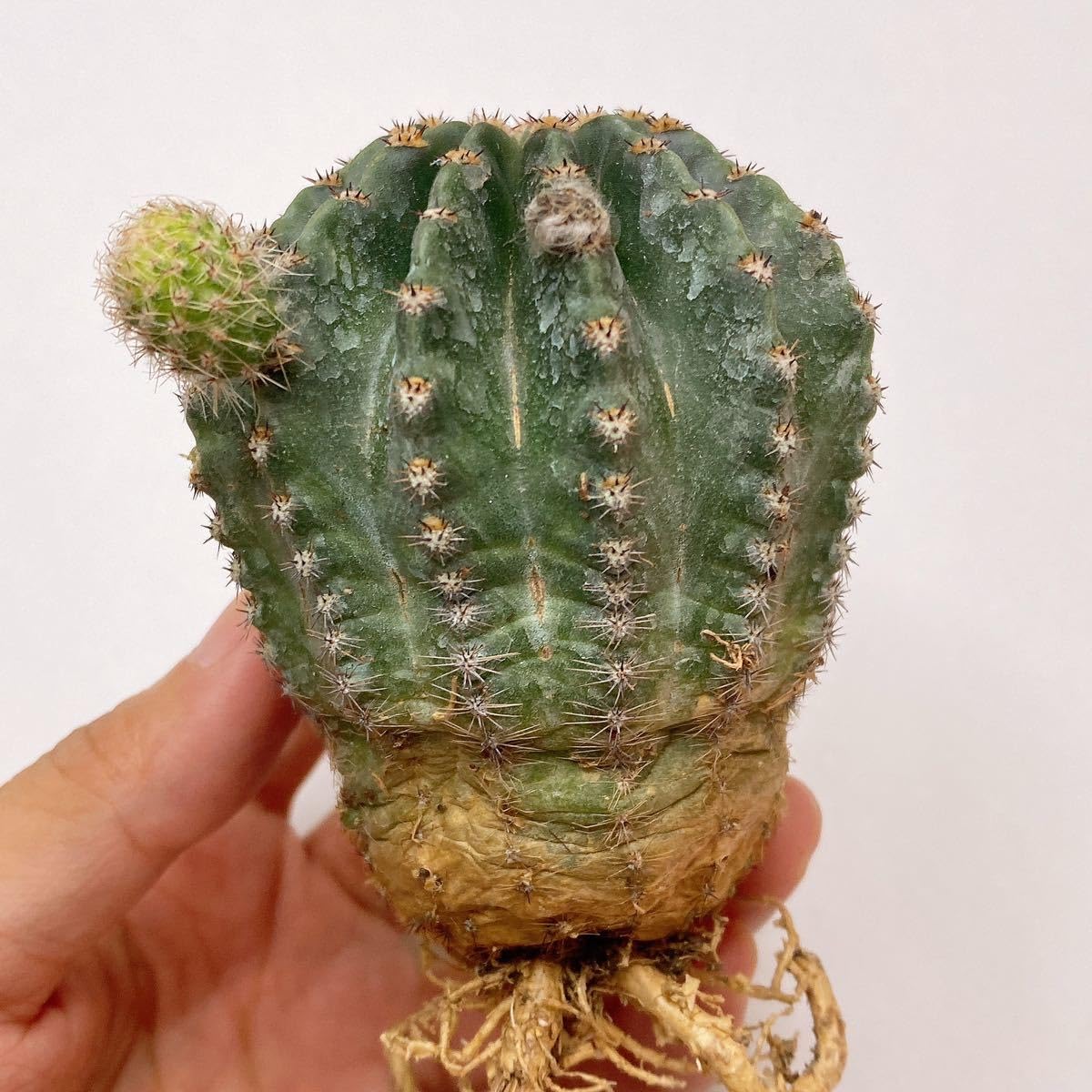 Amazon.co.jp: ビッグサイズ! 多肉植物 花サボテン サボテン ロビビア