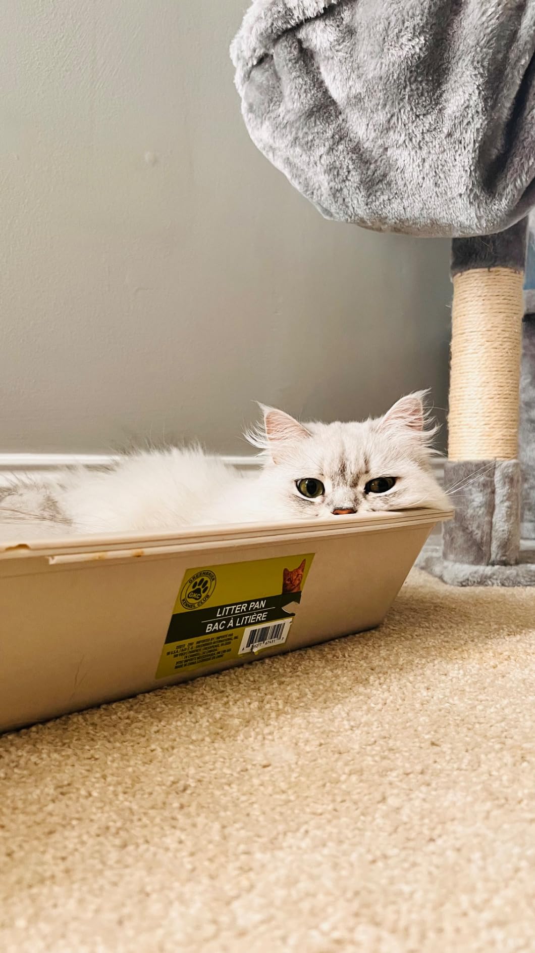 Fresh Step Clumping Cat Litter, Multi-Cat, Long Lasting Odor Control Kitty Litter with Activated Charcoal, Low Dust Formula, 14 lb photo review