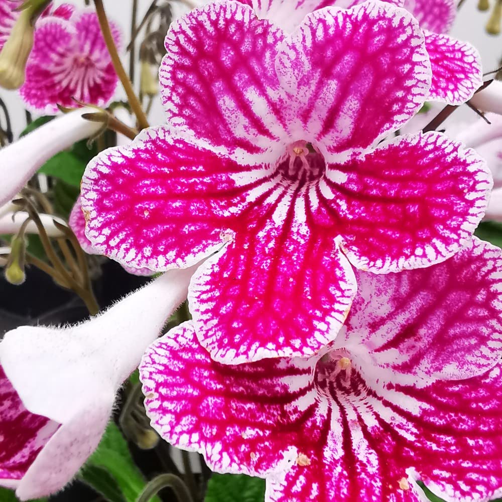 Houseplant Streptocarpus 'Polka Dot Pink' Cape Primrose Tender Perennial Bicolour Pink and White Blooms Easy to Grow Your Own Indoor Flowering Plants with Jumbo Plug Plants By Thompson and Morgan