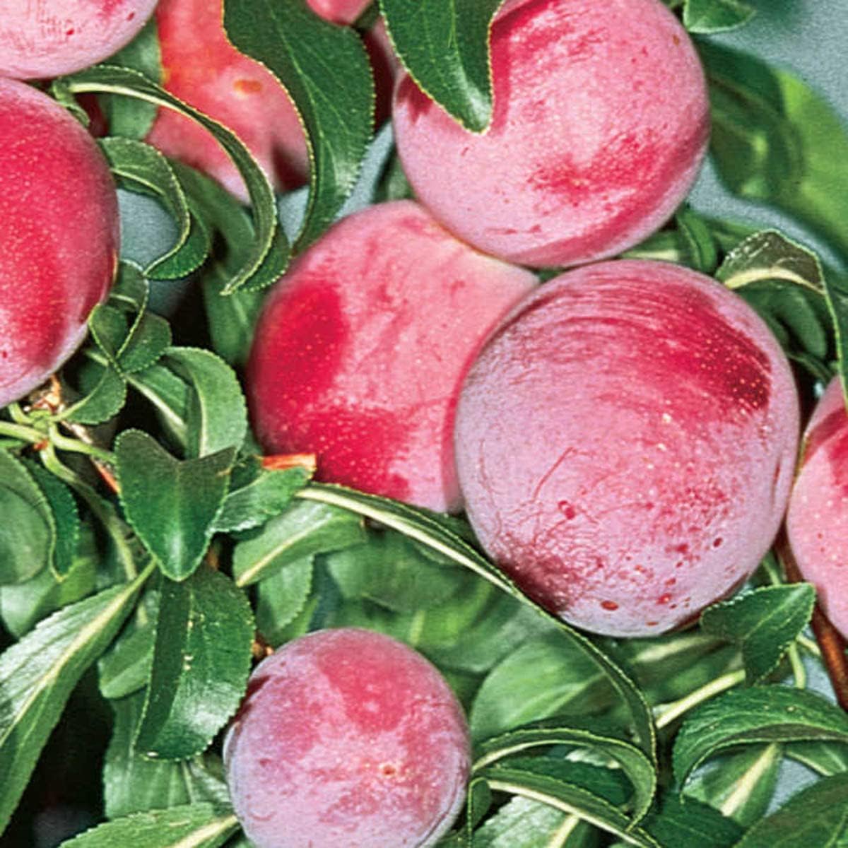 Ruby Sweet Plum Dormant Starter Bare Root Standard Fruit Tree, Can't Ship to State of AL, AR, CA, CO, ID, LA, MS, OR, or WA, 1-Pack