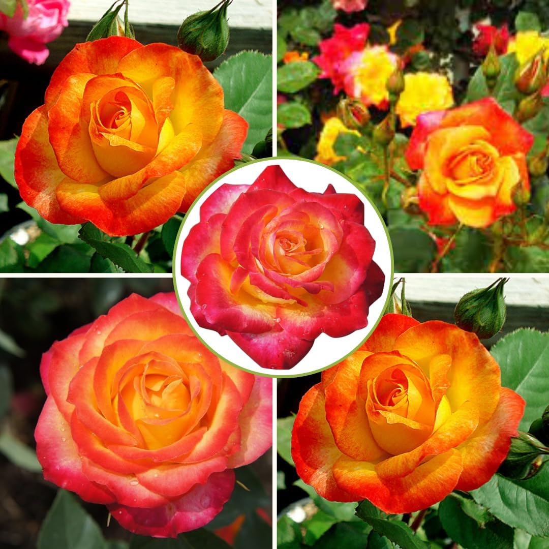 Rose Plant Live for Planting, Bareroot 6-10 Inch Tall, Climbing Vine Bush Shrub for Flowering (Moment Orange Rose)