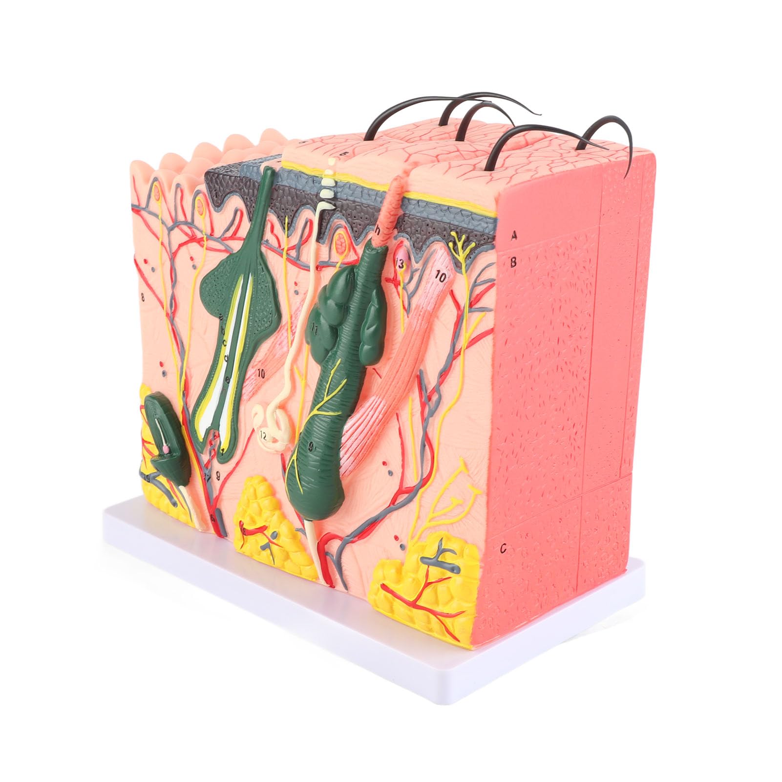 Eujgoov Three Dimensional 50X Magnified Human Skin Model for Anatomy Biology Teaching Aid, 25 Diagrams, PVC Material