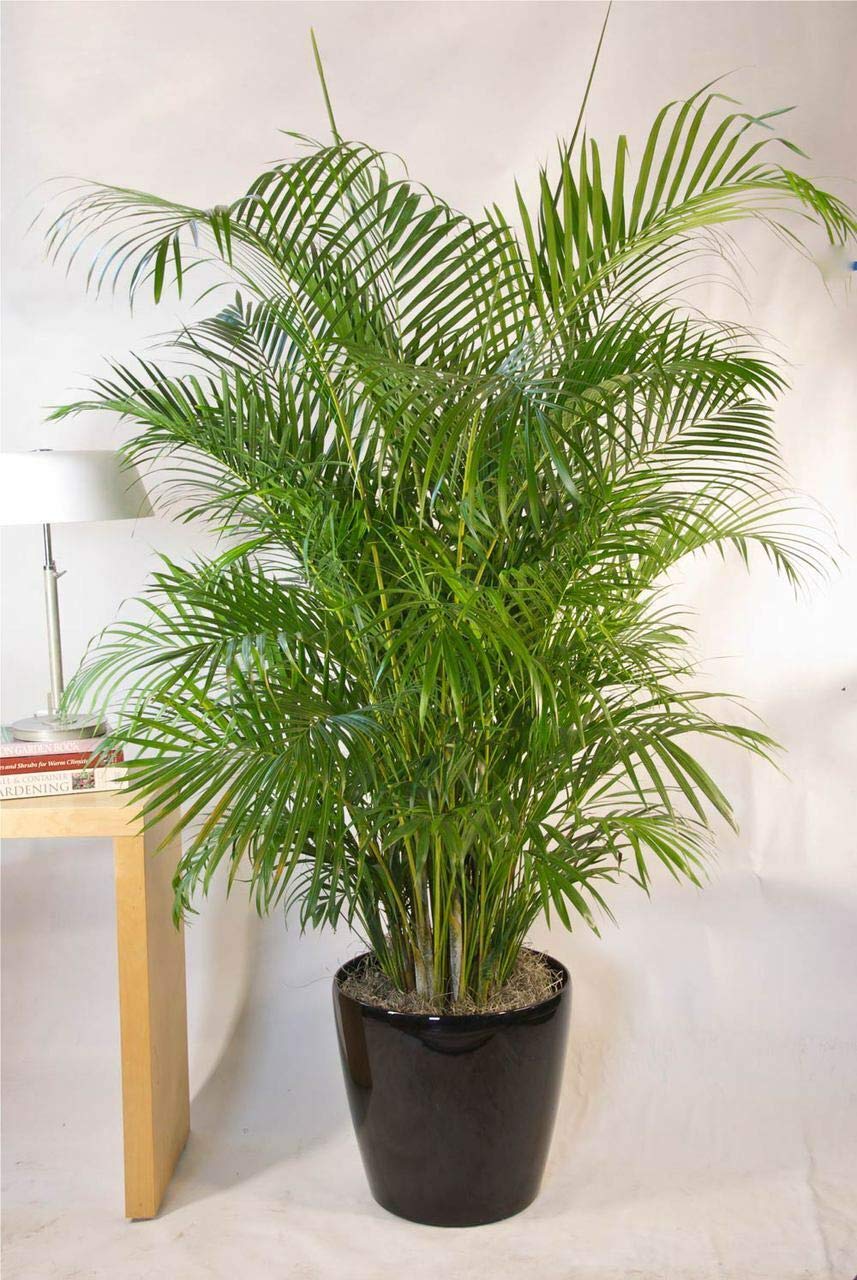 See full amazon price history chart for Mphmi Areca Palm (Small) - Plant Mphmi Areca Palm (Small) - Plant (B08SWLTSZ8) Amazon Price History, Amazon Price Tracker