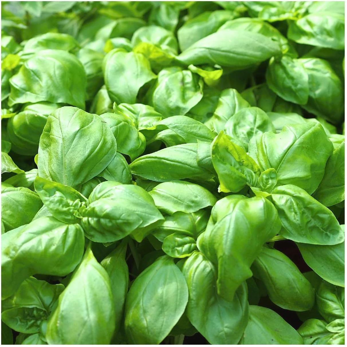 Everwilde Farms - 1 Lb Sweet Basil Herb Seeds - Gold Vault