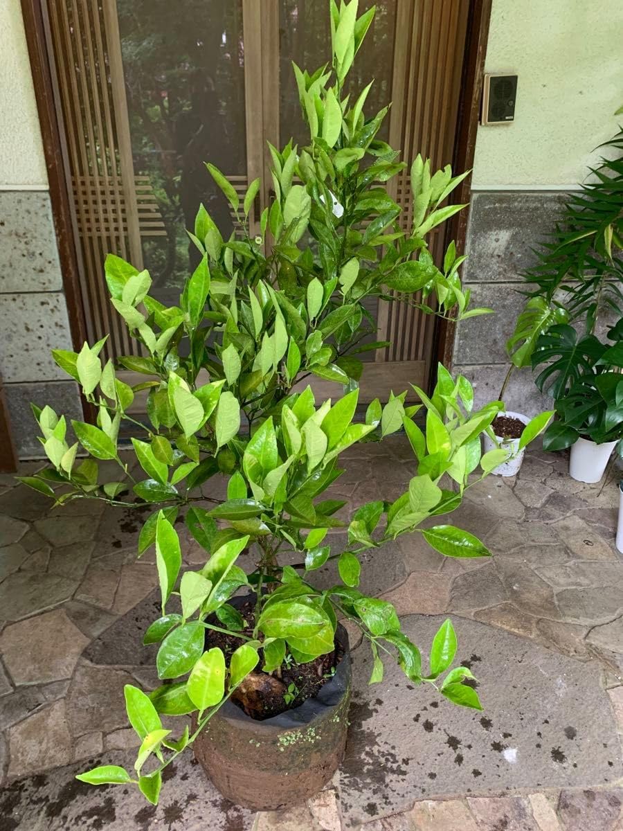 無農薬 スイートスプリングオレンジ 苗木 果樹 特大株 スイート