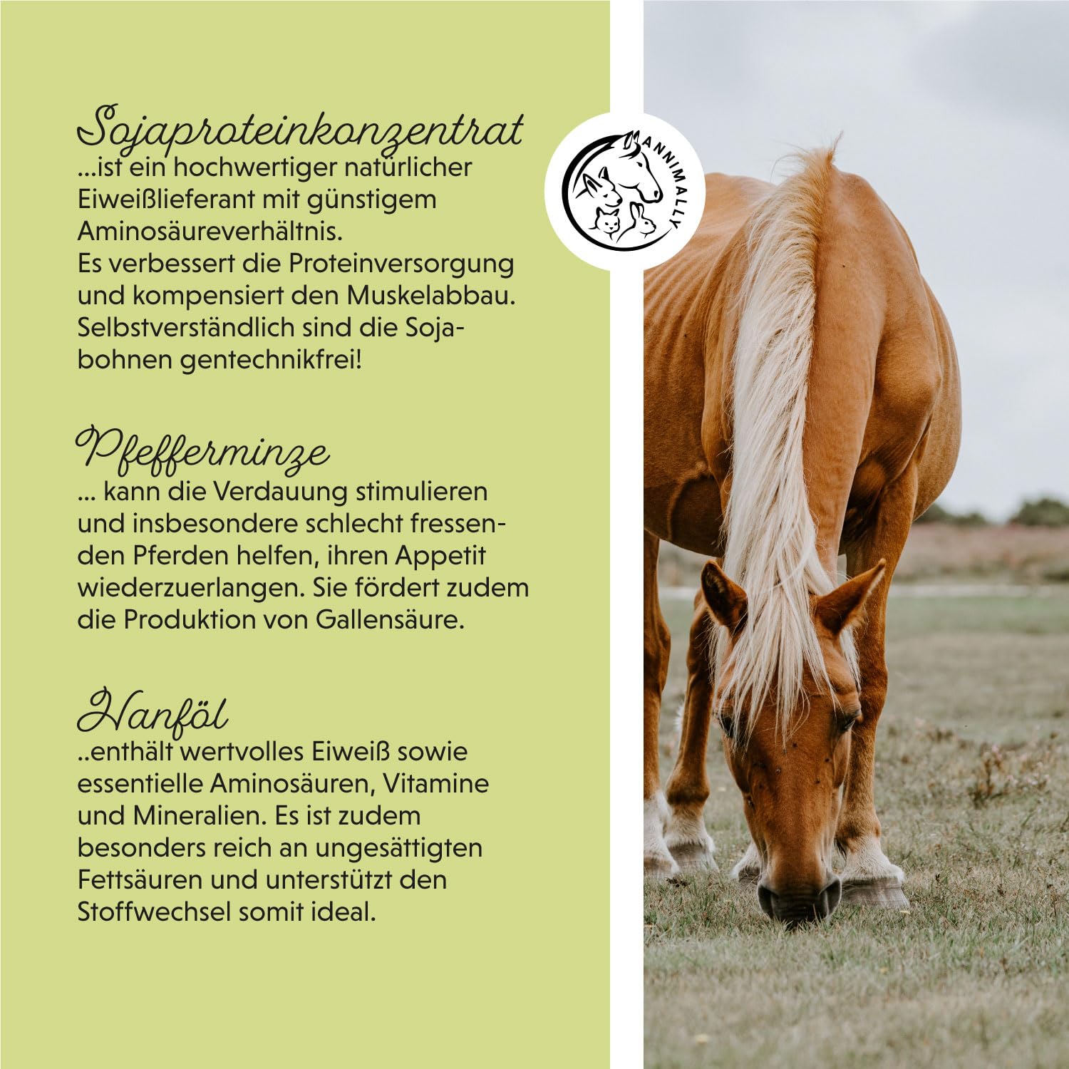 Annimally Polvere Weight Gainer per Cavalli – Mangime Complementare in Polvere con Proteine di Soia, Olio di Semi Canapa, Bockshornklee, Luzerne e Pfefferminze – Alimento Complementare per Cavalli
