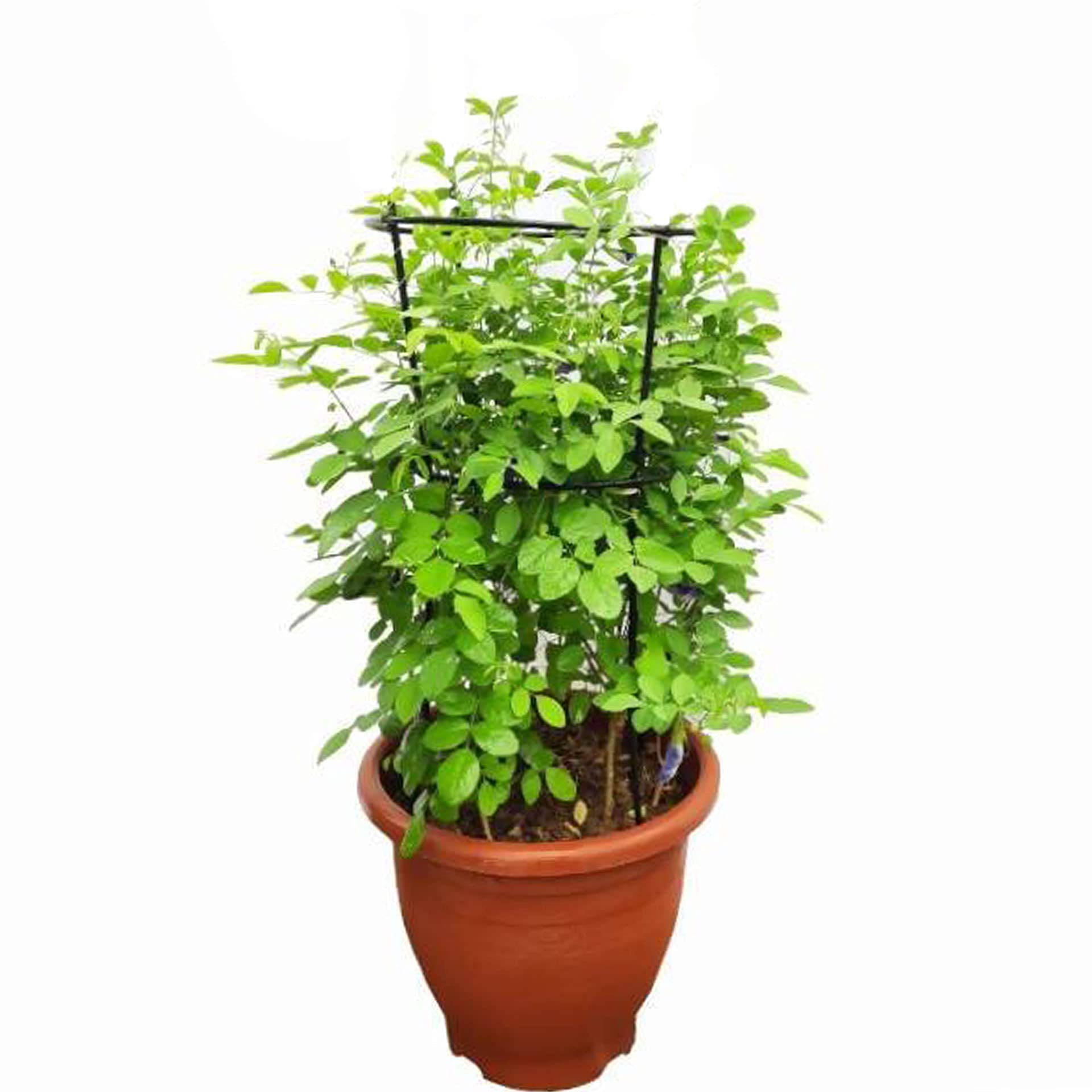 PlantaZee Aparajita/Shankupushpam Live Flower Plant with Pot (Pack of 1) (B094H7FSVF) Amazon Price History, Amazon Price Tracker