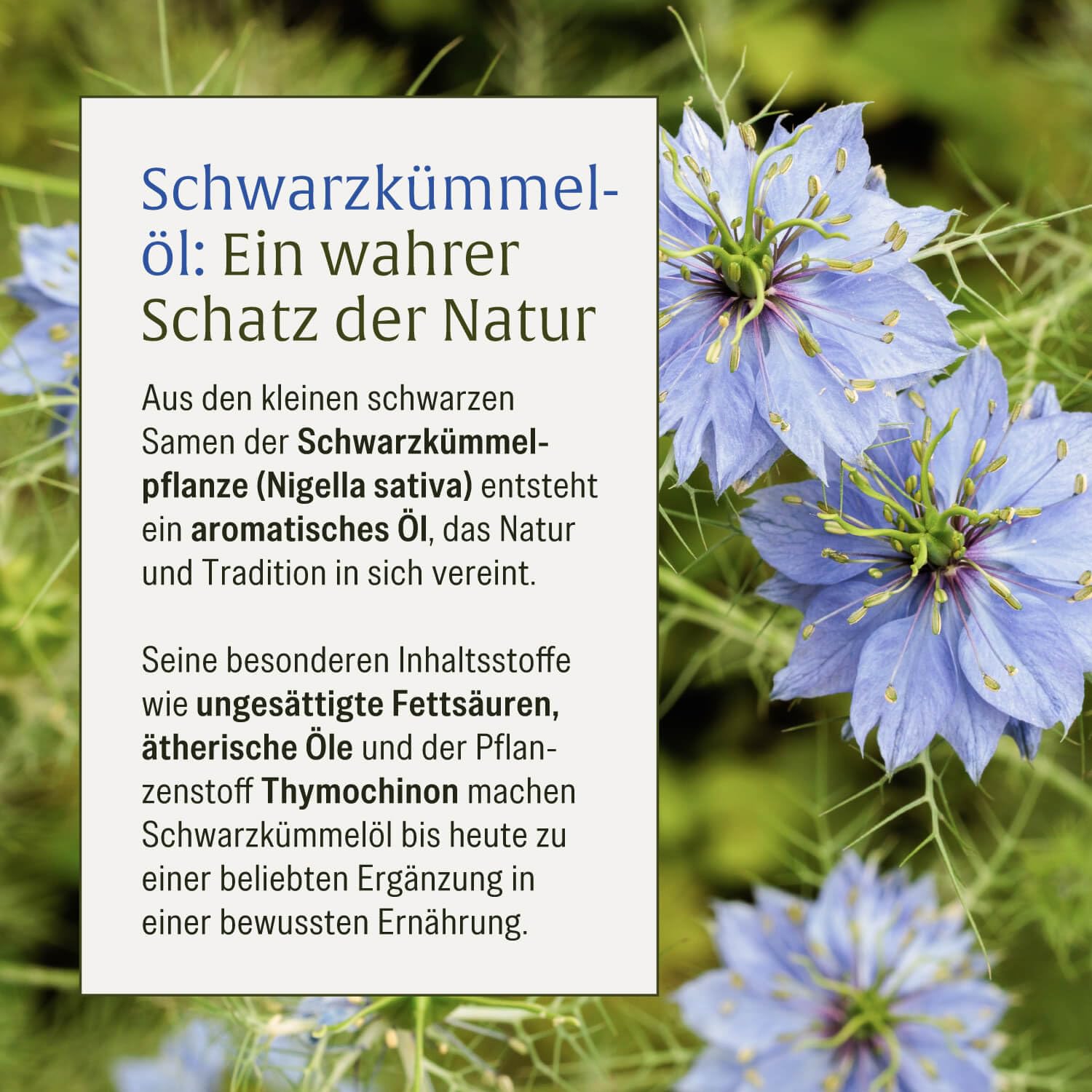 NATURTREU® Schwarzkümmelöl Kapseln hochdosiert mit Vitamin E - 1000mg pro Tag - Schwarzkümmel Öl kaltgepresst aus Ägypten - 120 vegane Gelkapseln Schwarzkümmelöl (Black Seed Oil)
