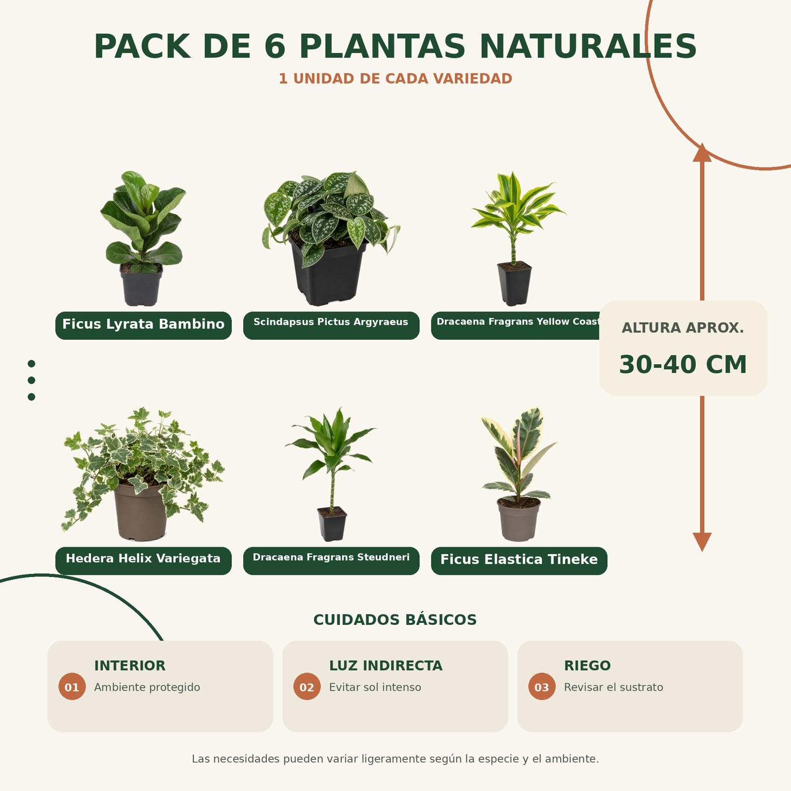 DECOALIVE Pack 6 Plantas de Interior con Ficus Bambino y Poto Plateado