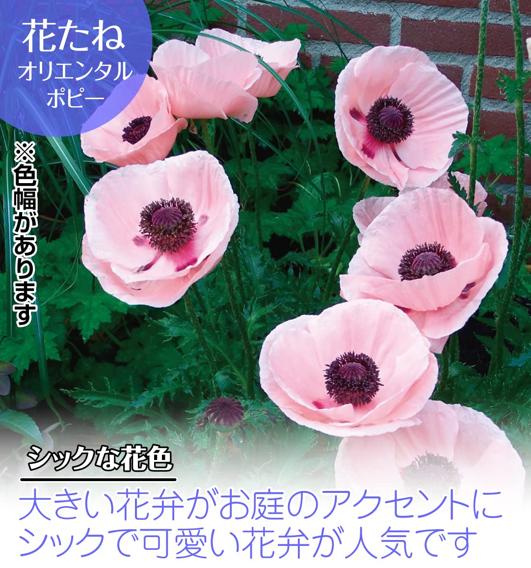 ラッピング不可 ポピー 種 虞美人草 ラズベリーリップル 1袋 60mg ポピーの種 ポピーの花 ヒナゲシ 花たね 花の種 種子 タネ 国華園 Rmladv Com Br