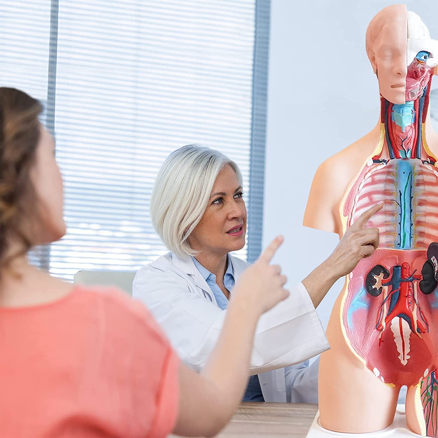 Amazon.co.jp: 85センチメートル人体胴体模型、人体解剖学、4 D解剖学