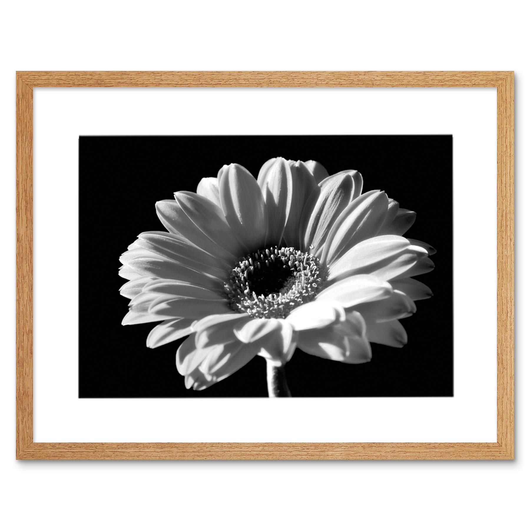 Wee Blue Coo Black White Gerbera Flower Bloom Photo Framed Art Print Picture & Mount F12X200