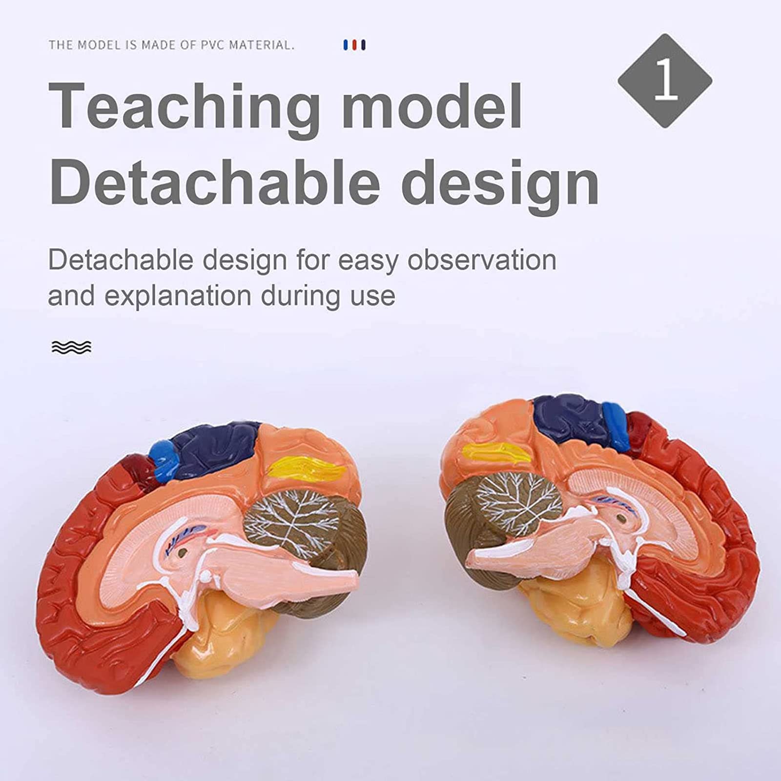 Modele dydaktyczne z zakresu biologii, Anatomiczny 2-częściowy model mózgu, kodowany kolorami, naturalnej wielkości, anatomiczny człowieka z podstawą ekspozycyjną