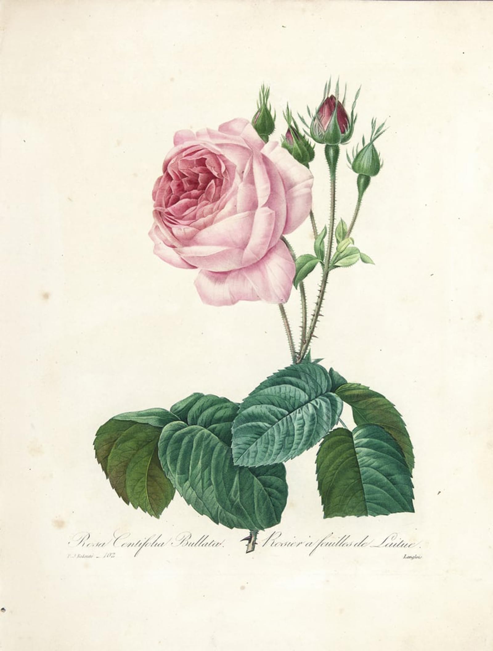 SERENDIPITP Retro Picture Poster Wall Art Pictures Painting Rosa Centifolia Bullata by Pierre Redouté Wall Art Canvas Print for Wall Decor 60x90cm