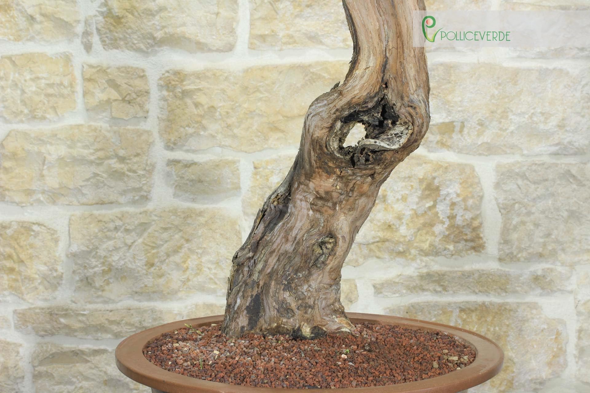 Bonsai di Vite (60)
