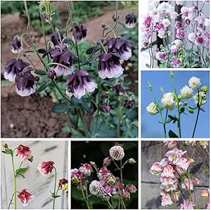 Akelei Samen Blumensamen Gastgeschenk Balkonblumen BlüTenmix Bodendecker Winterhart MehrjäHrig ...