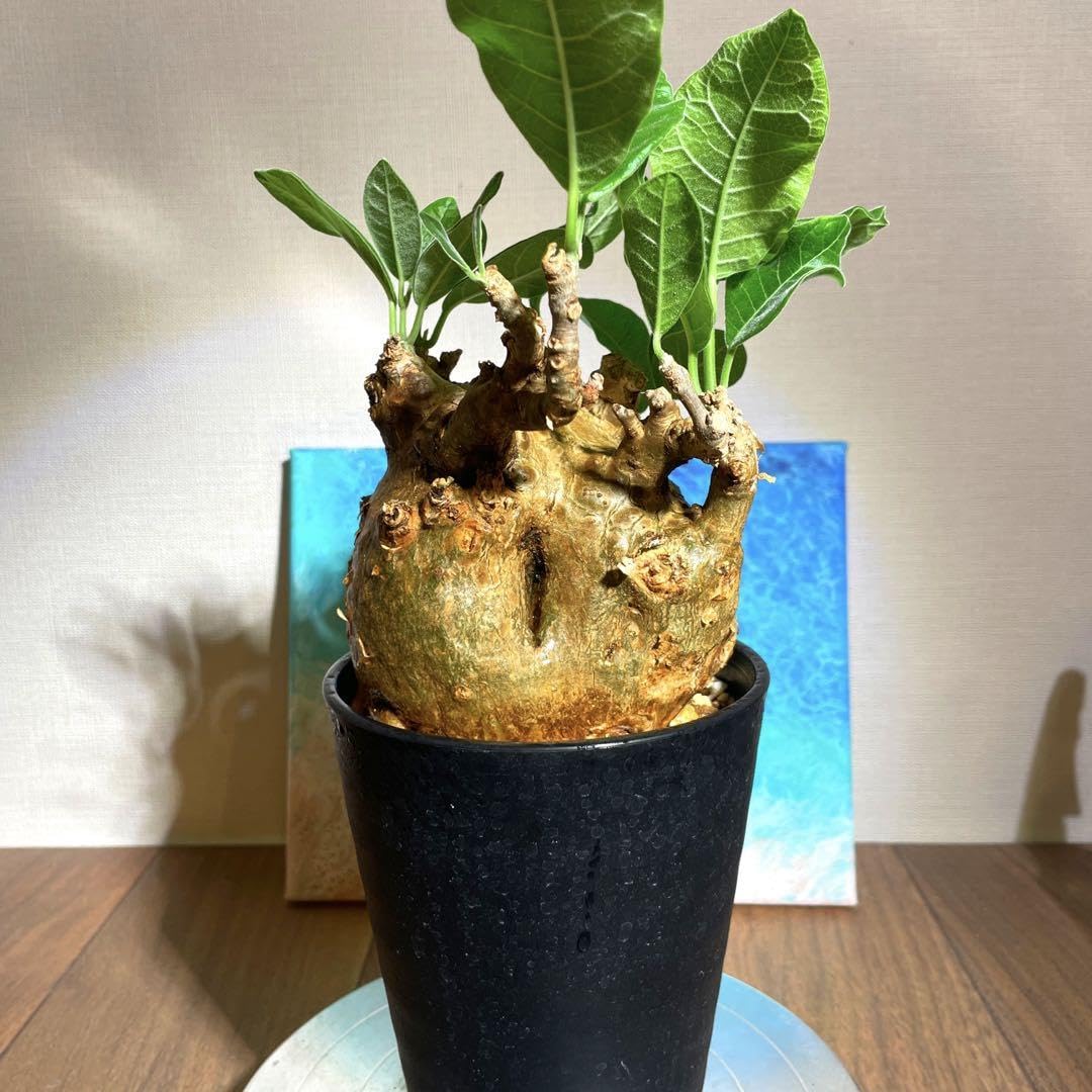 フォッケア ムルチフローラ 現地球 フォッケアムルチフローラ現地球 【公式通販】