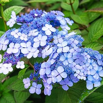 Tellers Blue Hydrangea Deciduous Flowering Shrub - Blue or Pink Flowering Shade Plant - One Plant Grown in a 4" Pot per Offer